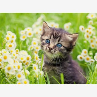 500 bitar - Kitten in the meadow