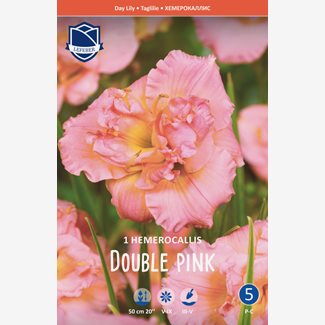 Daglilja, Double Pink