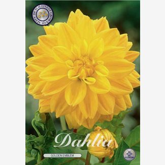 Dahlia, Golden Emblem