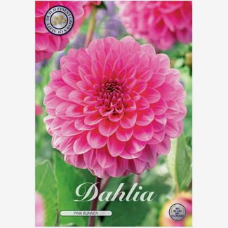 Dahlia, Pink Runner