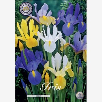 Iris, blandade färger
