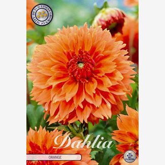Dahlia, Fubuki Orange
