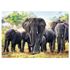 1000 bitar - African elephants