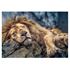 1000 bitar - Sleeping lion