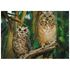 1000 bitar - Owls
