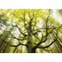 1000 bitar - Stefan Hefele, Dream tree
