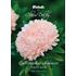 Aster, King size apricot